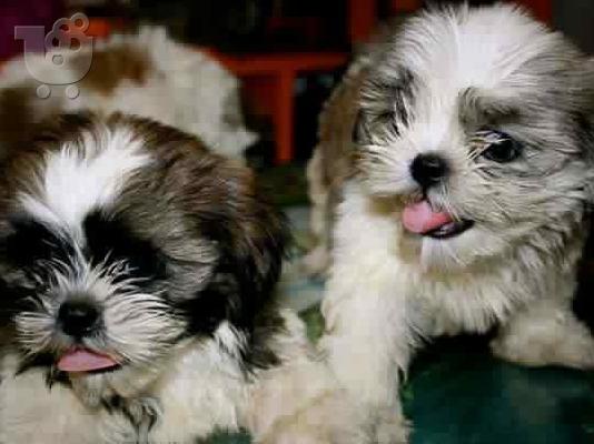 PoulaTo: Shih stu